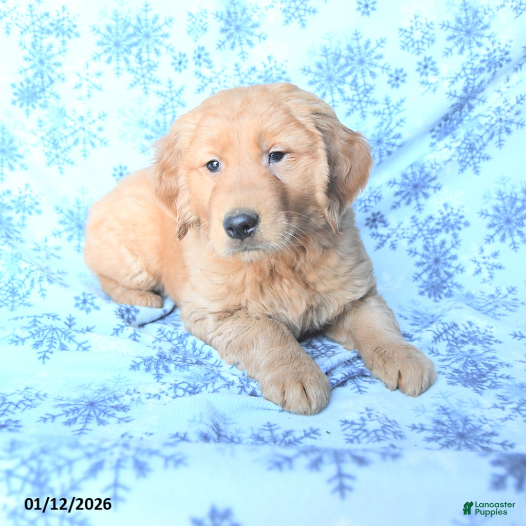 Golden Retriever dogs for sale: Prince    - Ad 1