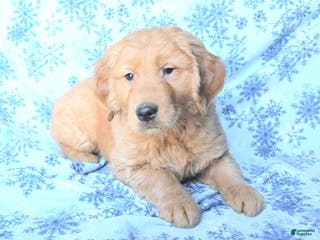Golden Retriever dogs Prince - Ad 5