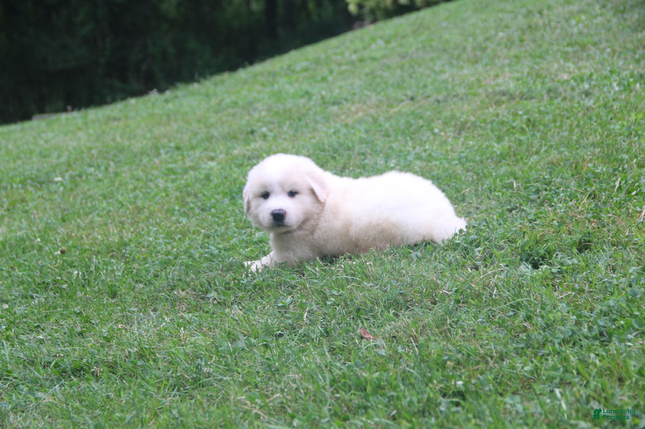 Mixed Breed dogs Duke - Ad 1