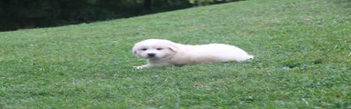 Duke