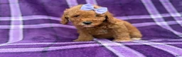 Cavapoo dogs for sale: Agnes - Ad 8