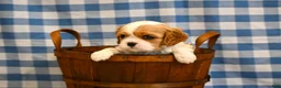 Cavalier King Charles Spaniel dogs for sale: Alvin - Ad 4