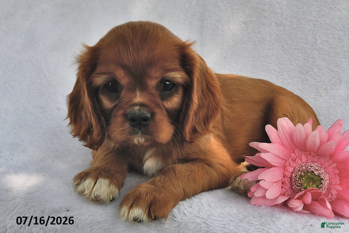 Cavalier King Charles Spaniel dogs Sasha  - Ad 2