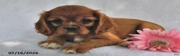 Cavalier King Charles Spaniel dogs for sale: Sasha  - Ad 2