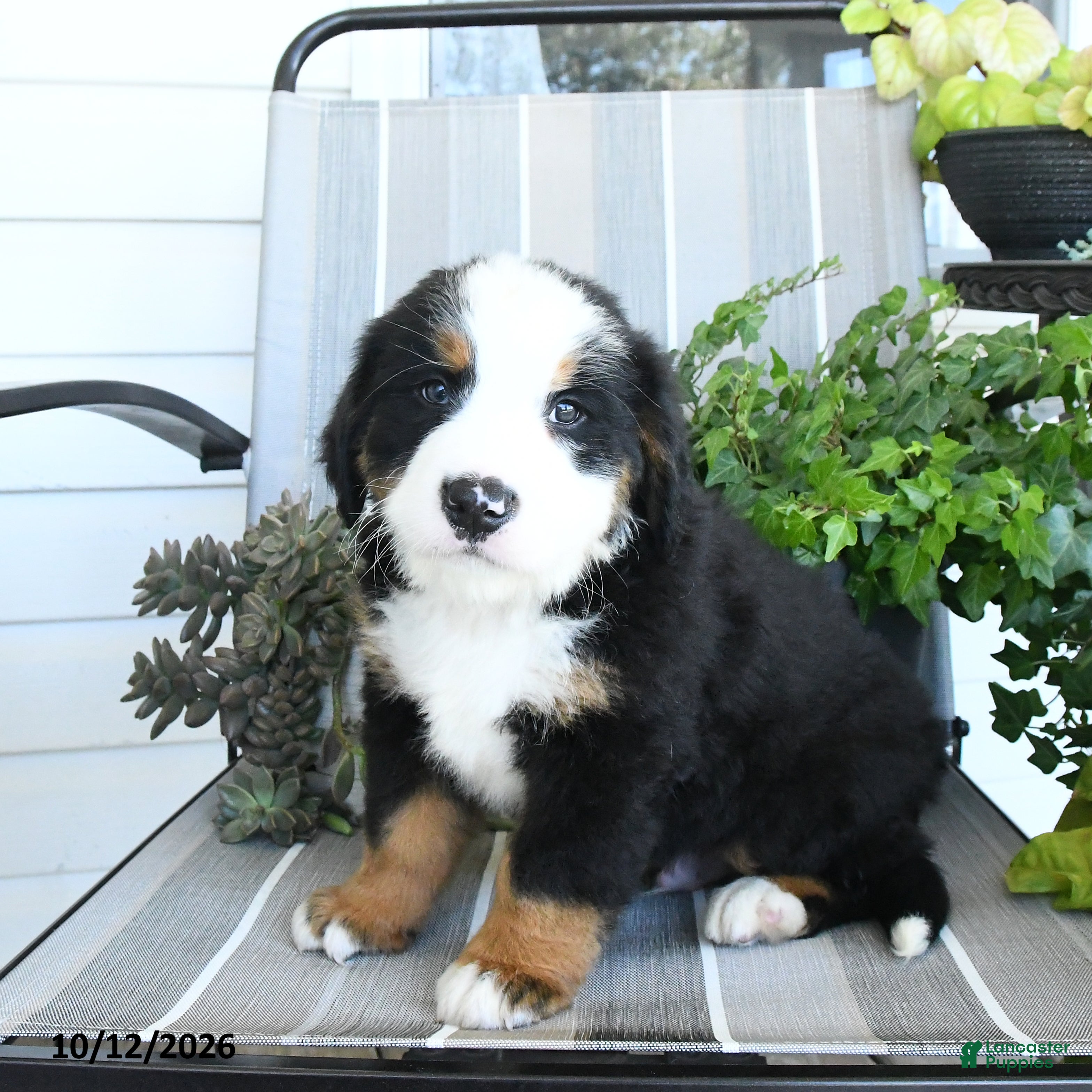 Bernese Mountain Dog dogs Isaac - Ad 1