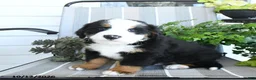 Bernese Mountain Dog dogs for sale: Isaac - Ad 1