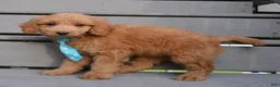 Mini Goldendoodle dogs for sale: Mini Gus - Ad 5