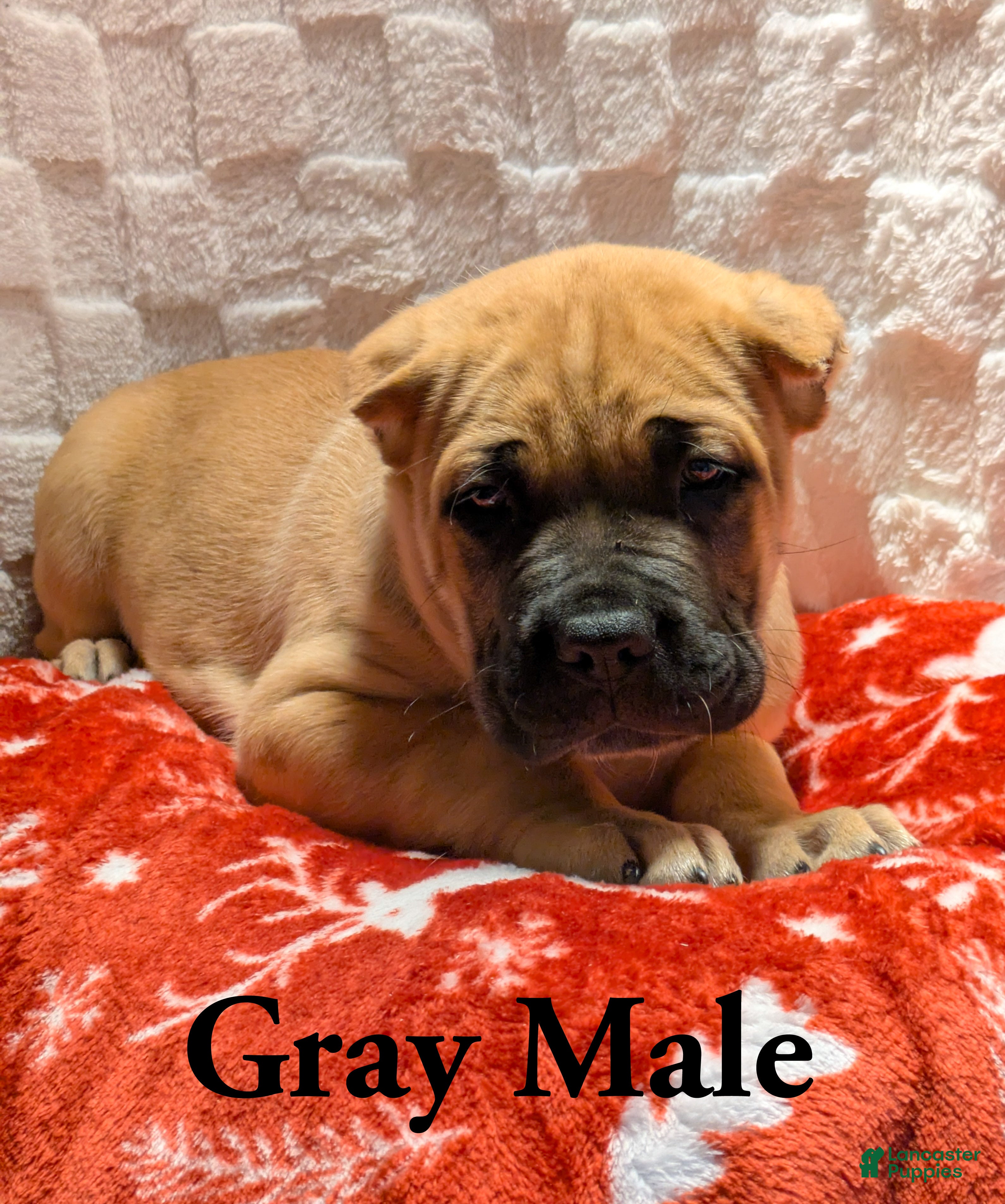 Cane Corso dogs Gray - Ad 15