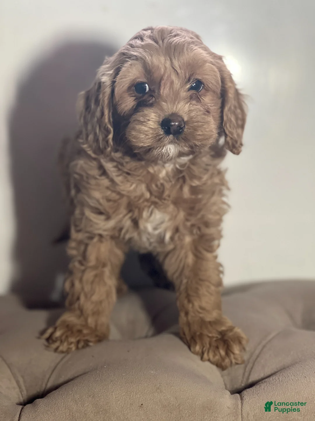Cockapoo dogs for sale: Dottie - Ad 2