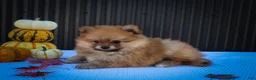 Pomeranian dogs for sale: Max🐾 - Ad 3