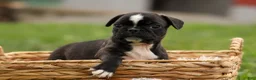 Frenchton dogs for sale: BAILEY - Ad 5