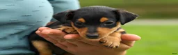 Miniature Pinscher dogs for sale: ALEX - Ad 15