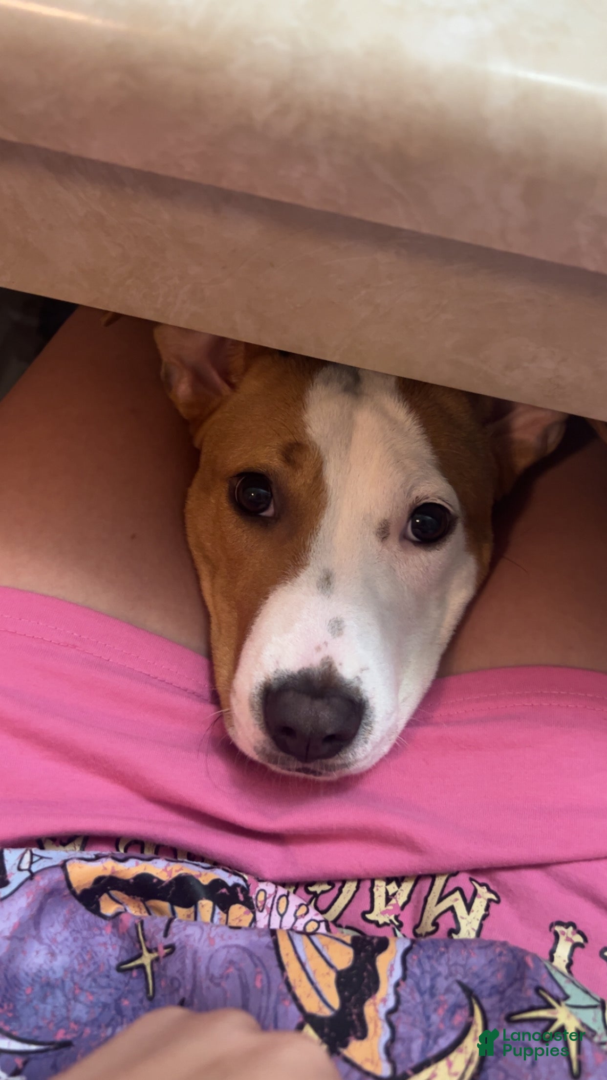 American Pit Bull Terrier dogs American Pit Bull Terrier Puppy 1 - Ad 3