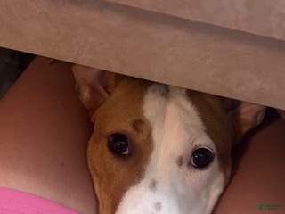 American Pit Bull Terrier dogs American Pit Bull Terrier Puppy 1 - Ad 11