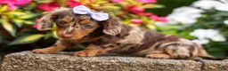 Miniature Dachshund dogs for sale: Isabelle🩷  - Ad 12