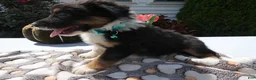 Mixed Breed dogs for sale: Mixed Breed 4 Leo - Ad 3