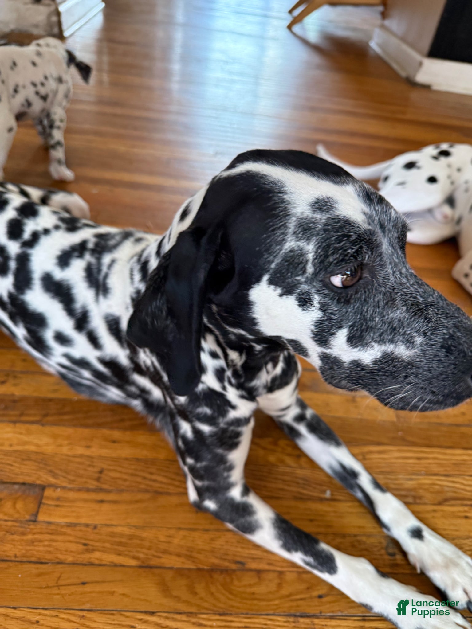 Dalmatian dogs PeppA  - Ad 2