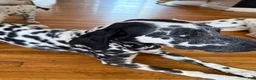 Dalmatian dogs for sale: Neo - Ad 2