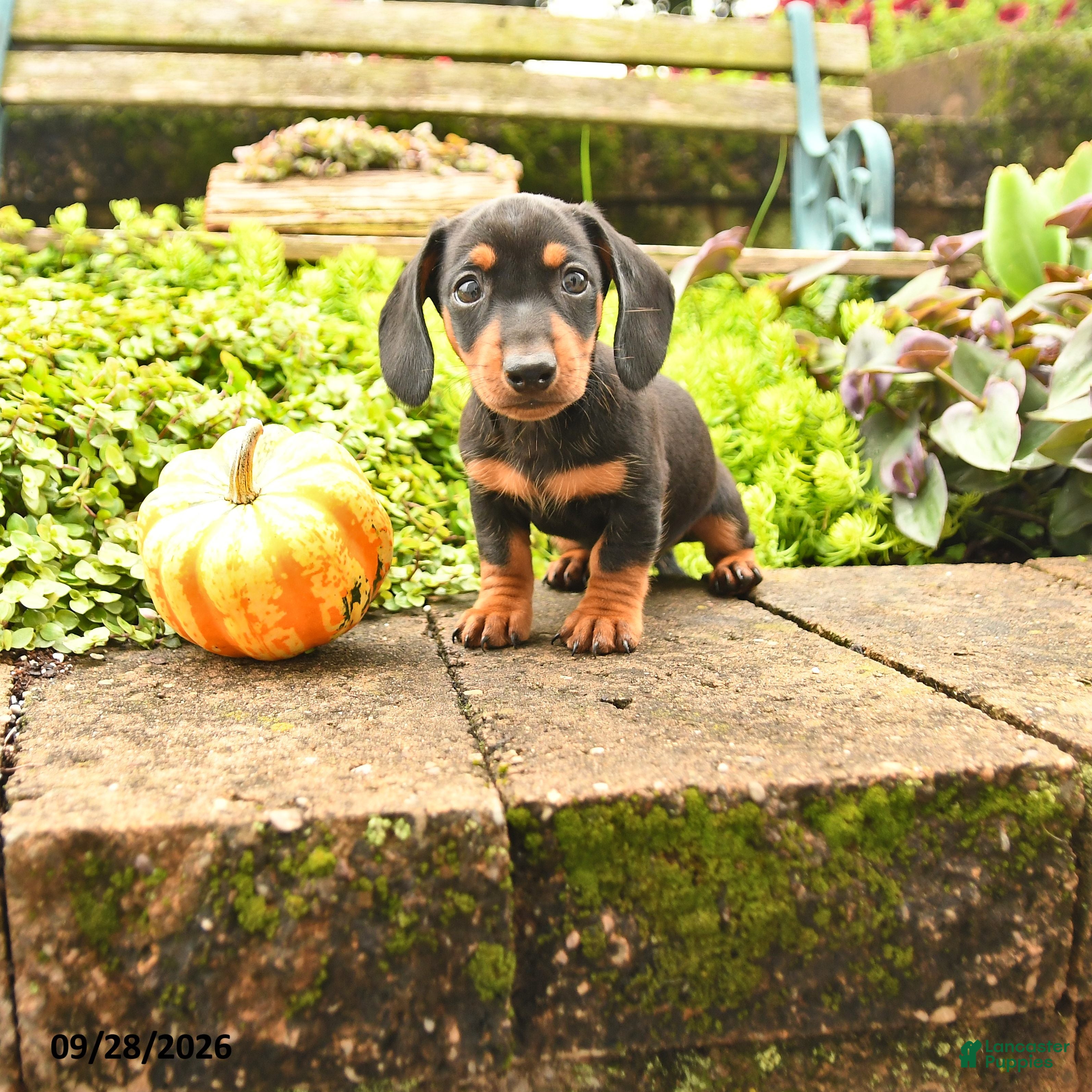 Miniature Dachshund dogs for sale: Rocky - Ad 3
