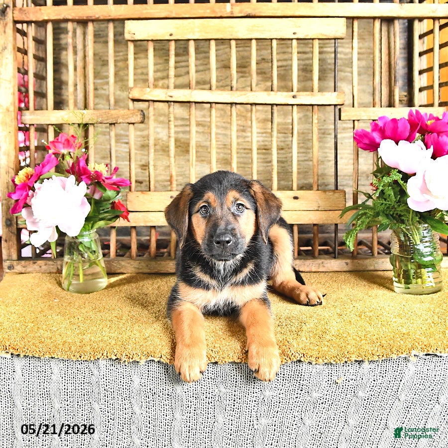 Golden Shepherd dogs River - Ad 2