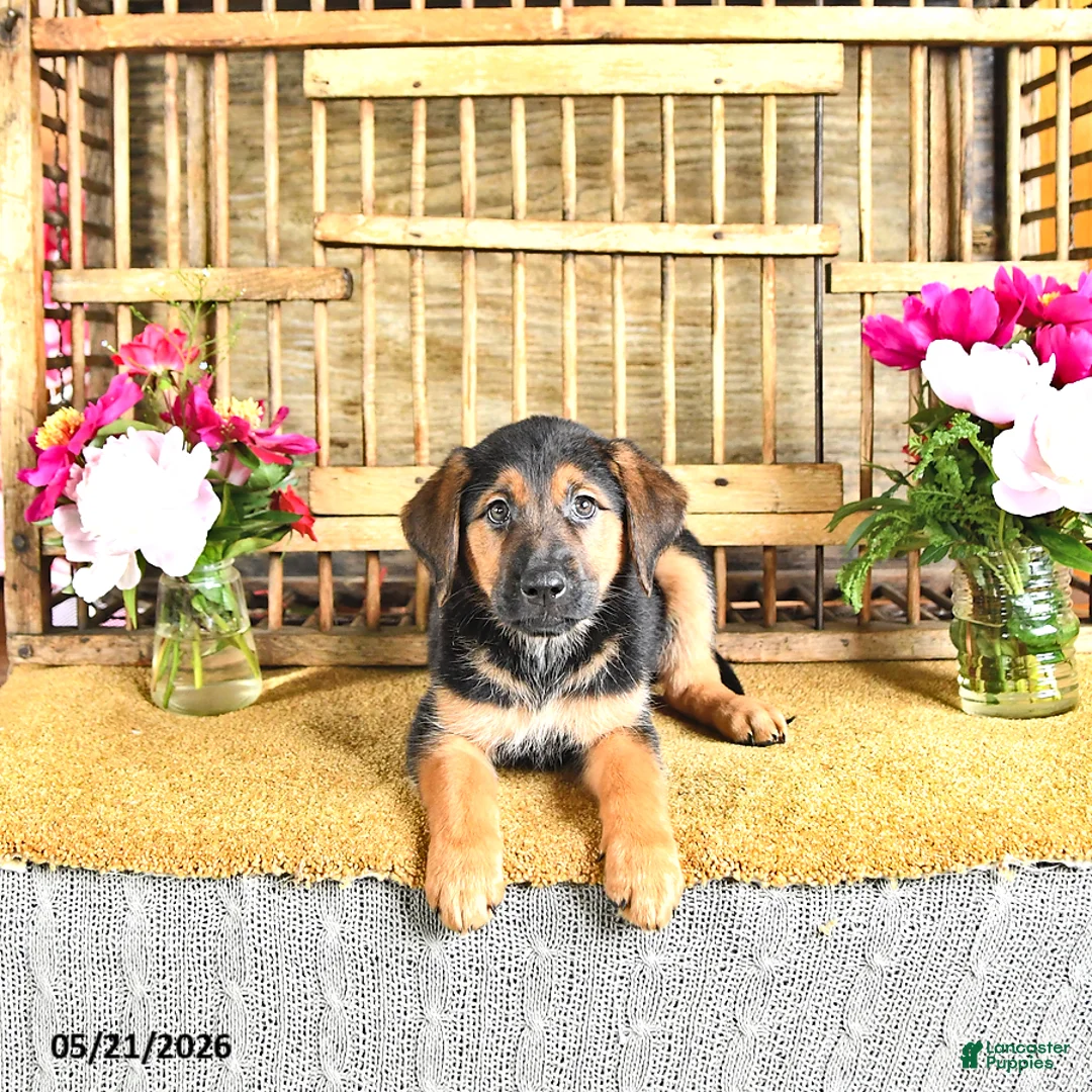 Golden Shepherd dogs for sale: River - Ad 2