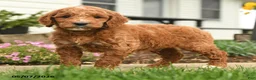 Goldendoodle dogs for sale: Rusty - Ad 4