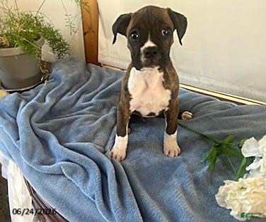 Boxer dogs Roman - Ad 1
