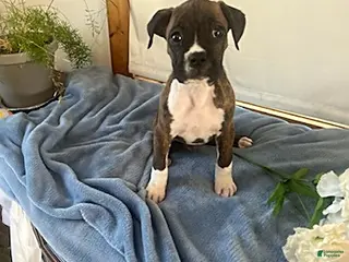 Boxer dogs for sale: Roman - Ad 3