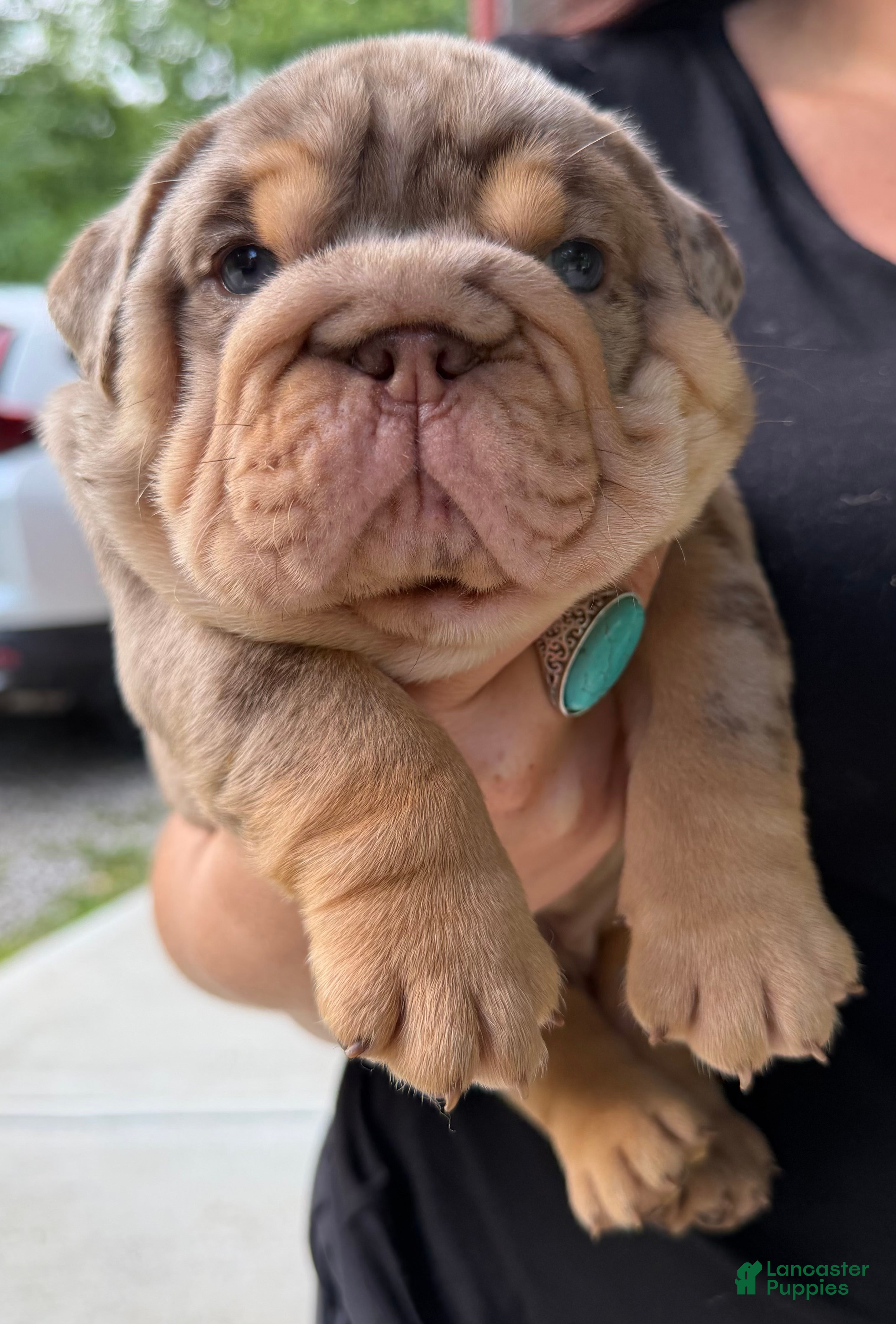 English Bulldog dogs Twix - Ad 2