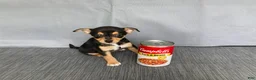 Chihuahua dogs for sale: Waylon - Ad 4