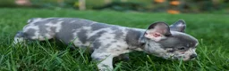 Frenchton dogs for sale: MINDY - Ad 4