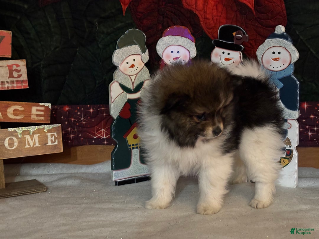 Pomeranian dogs for sale: Jasper - Ad 4