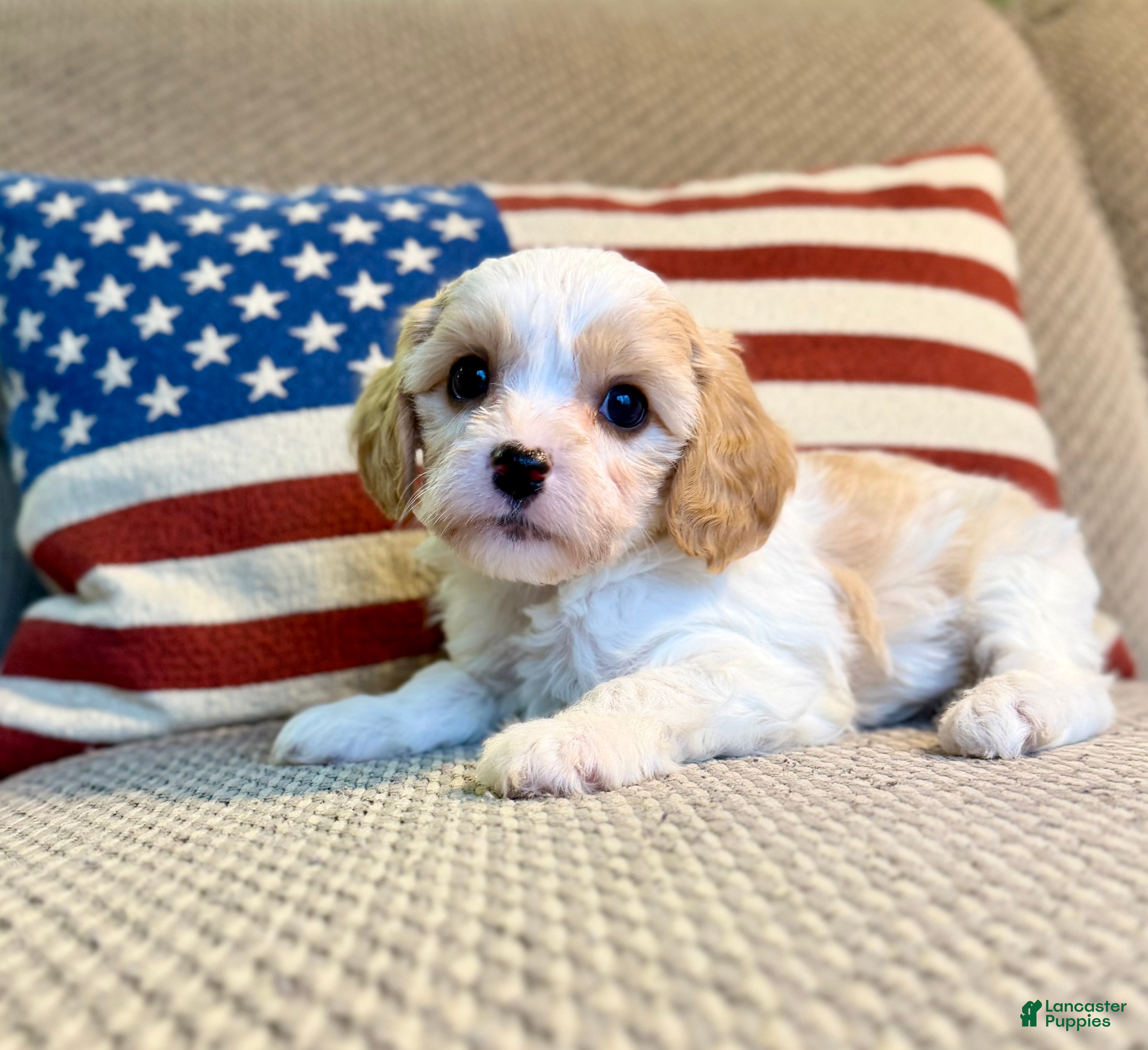 Cavapoo dogs Winter - Ad 23