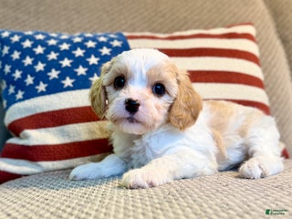 Cavapoo dogs Winter - Ad 23