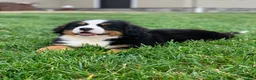Bernese Mountain Dog dogs for sale: Willow  - Ad 14