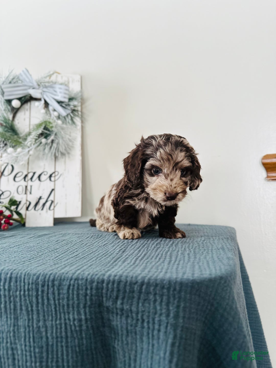 Mixed Breed dogs for sale: Dasher - Ad 8