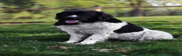 Newfoundland dogs for sale: Daisy - Ad 5