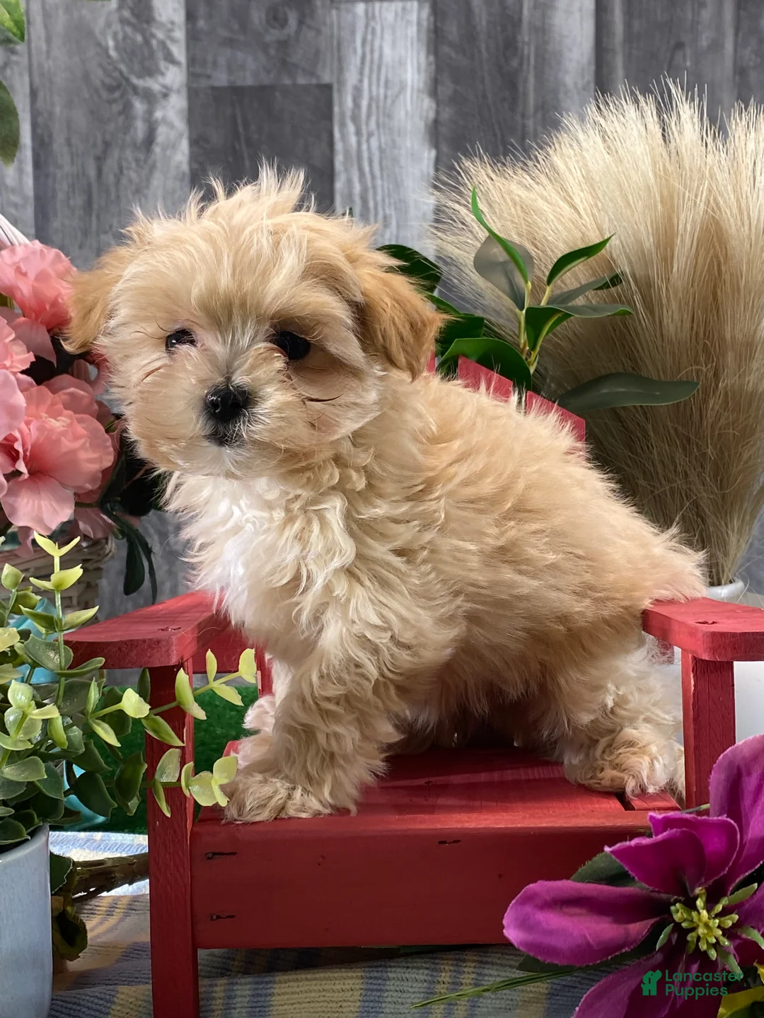 Maltipoo dogs for sale: Maple  - Ad 5