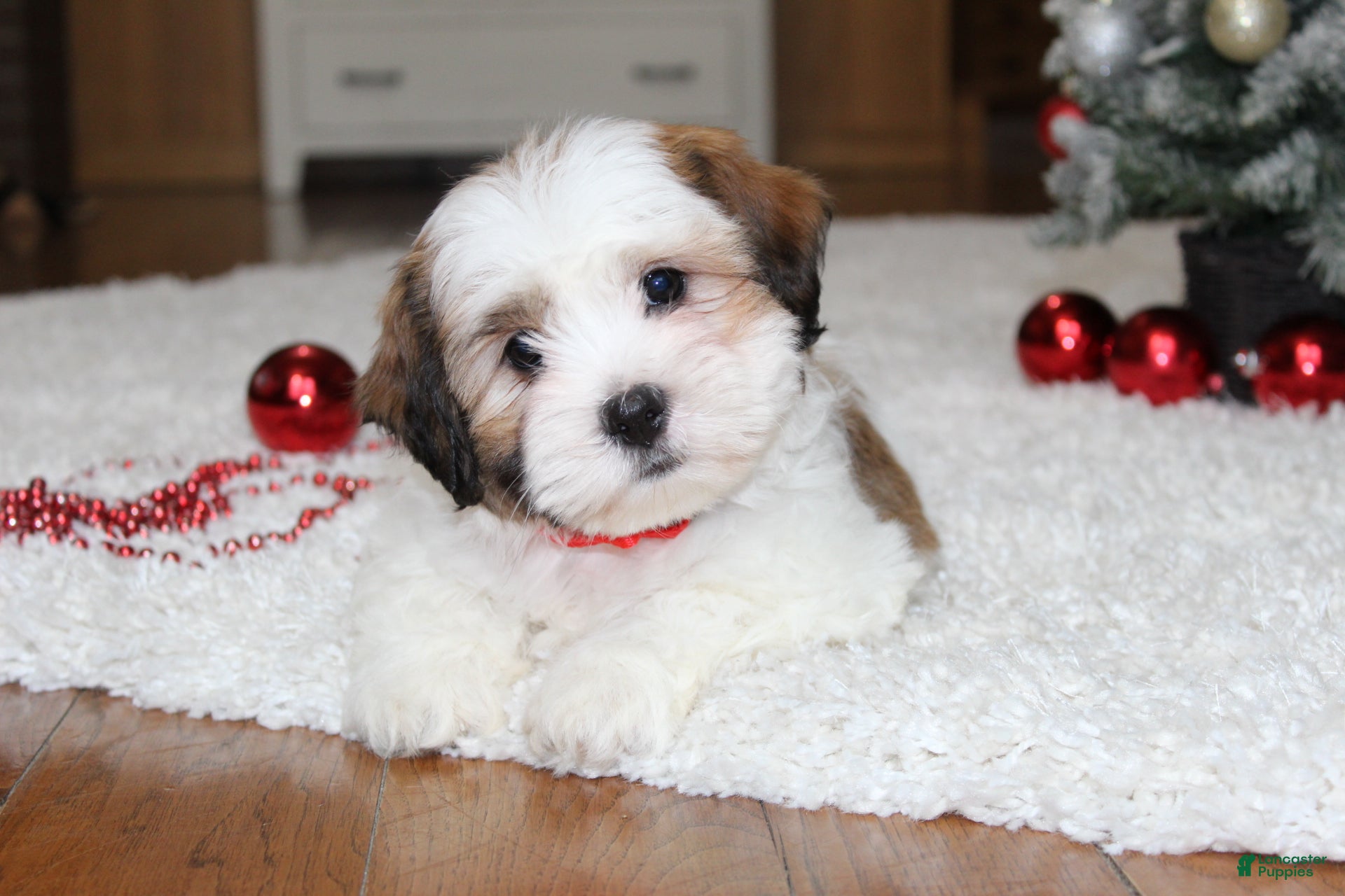 Teddy Bear dogs Lola - Ad 26