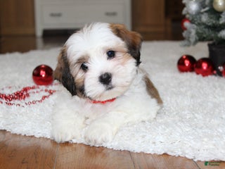 Teddy Bear dogs Lola - Ad 39