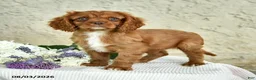 Cavalier King Charles Spaniel dogs for sale: Captain - Ad 1