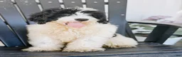 Mini Bernedoodle dogs for sale: Slate - Black & White Mini Bernedoodle - Ad 4