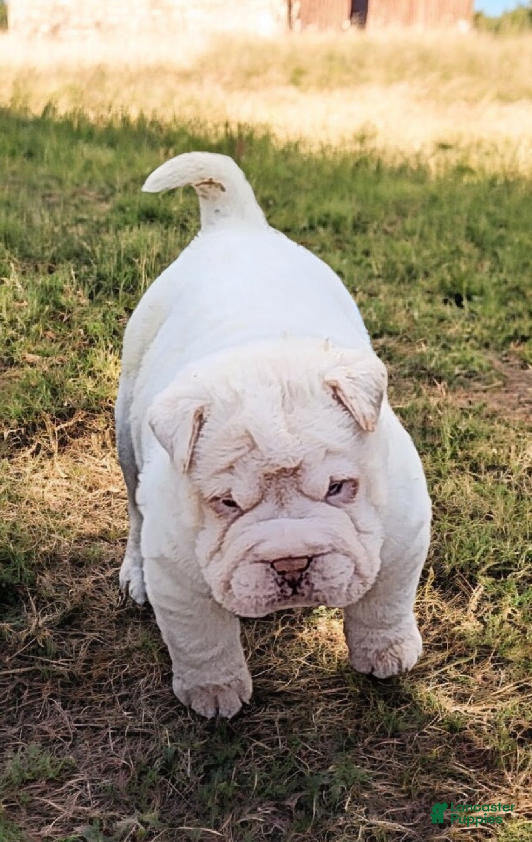 Shar Pei dogs for sale: Blizzard mini - Ad 3