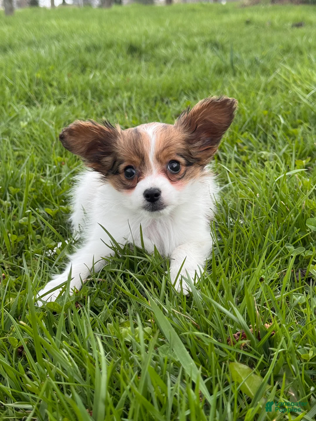 Papillon dogs for sale: Roxy - Ad 1