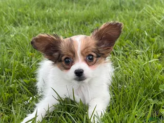 Papillon dogs Roxy - Ad 13