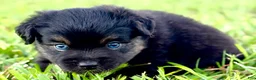 Toy Australian Shepherd dogs for sale: Peter Pan - Ad 2