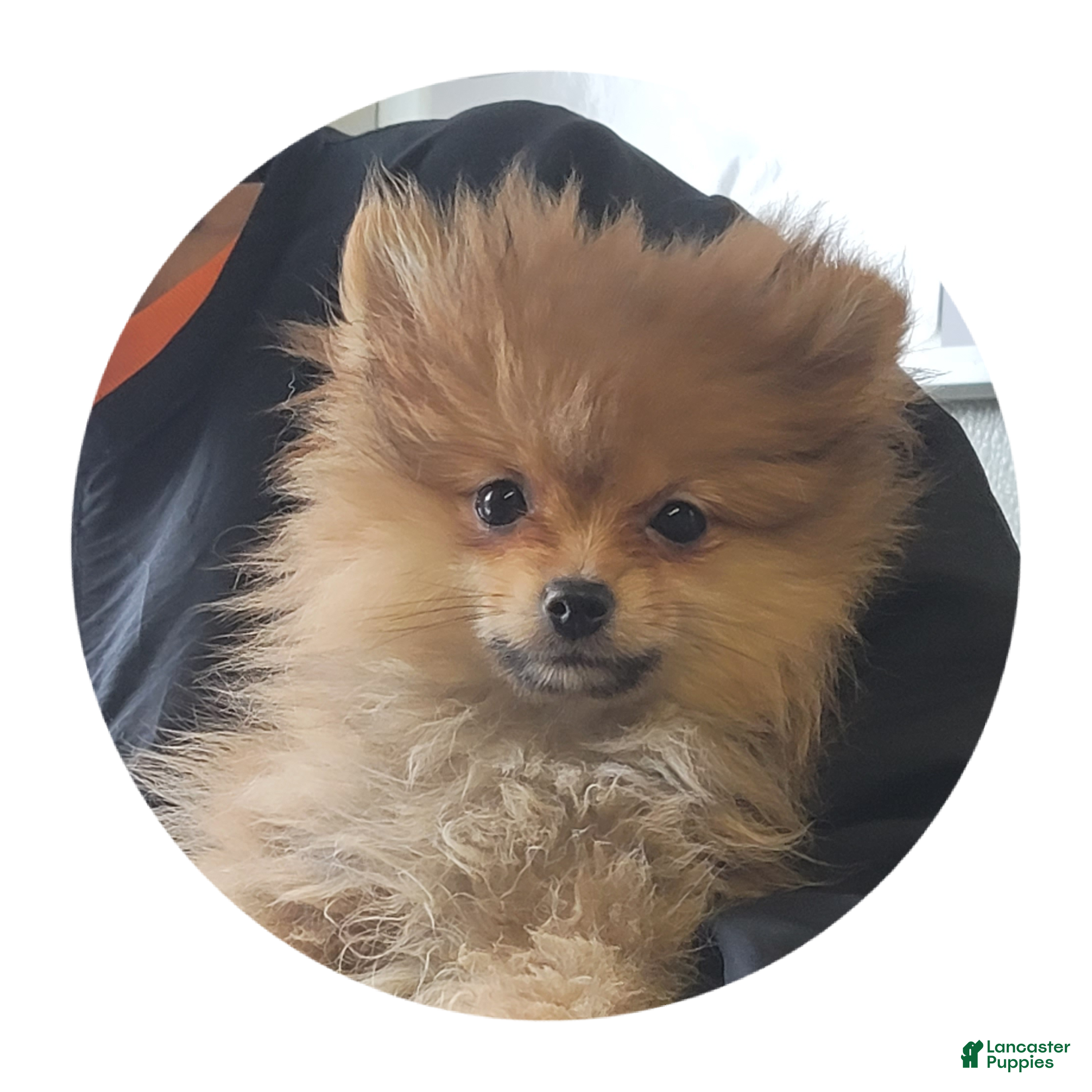 Pomeranian dogs Ebony - Ad 2