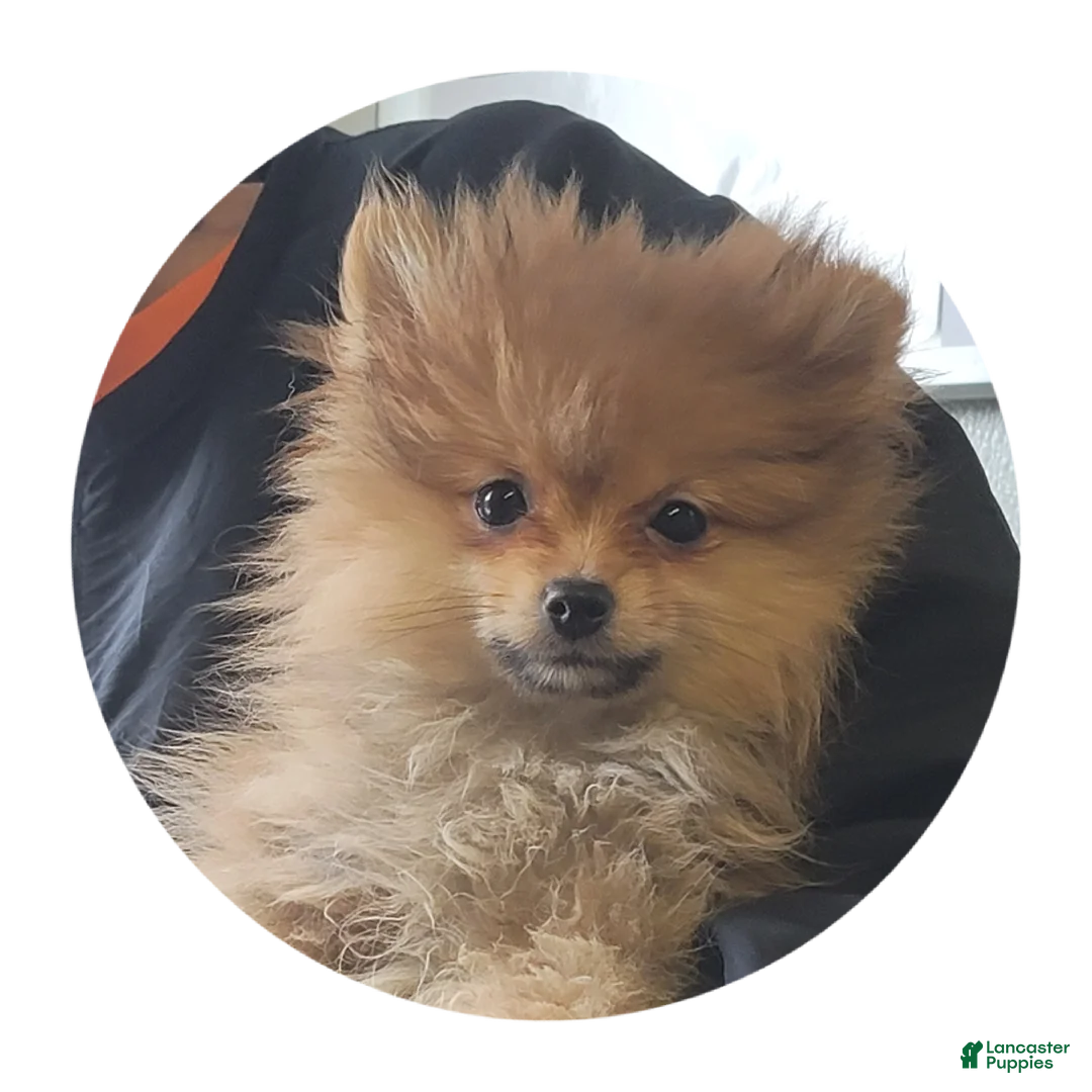 Pomeranian dogs for sale: Ebony - Ad 1