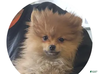 Pomeranian dogs Ebony - Ad 2