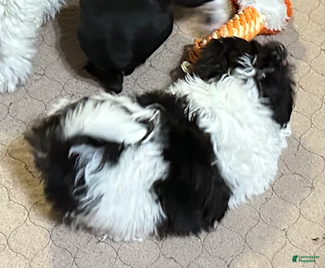 Shihpoo dogs for sale: Shihpoo Puppy 2 - Ad 2
